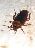 Periplaneta americana